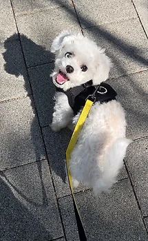미니비숑