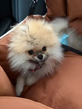 포메라니안