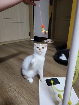나폴레옹