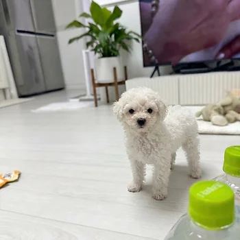 비숑프리제