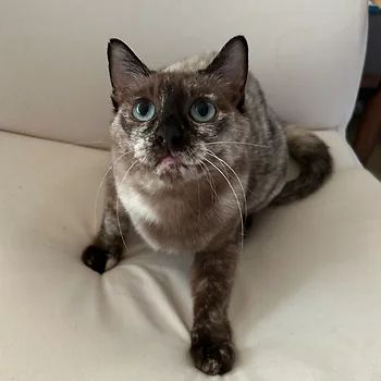 코리안숏헤어, 이름 한국 고양이
