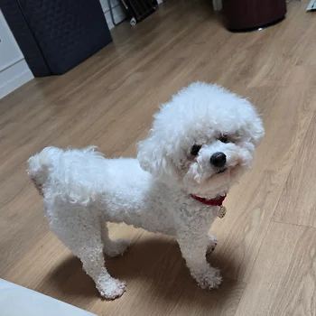 비숑프리제