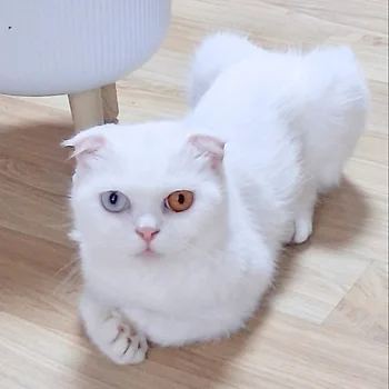 스코티쉬폴드