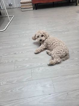 말티푸