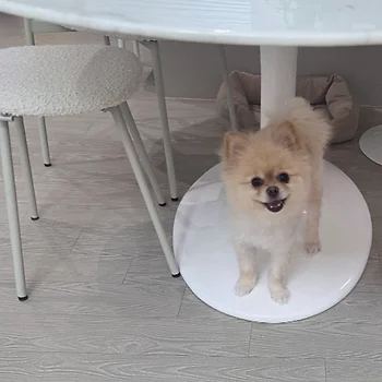 포메라니안