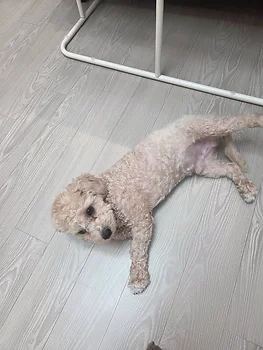 말티푸