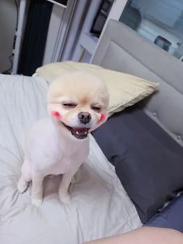 포메라니안