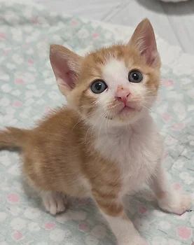 코리안숏헤어, 이름 한국 고양이