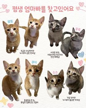 코리안숏헤어, 이름 한국 고양이