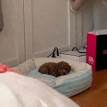 푸들, 이름 토이푸들