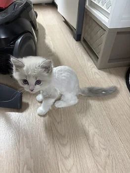 랙돌, 이름 렉돌