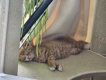 코리안숏헤어, 이름 한국 고양이
