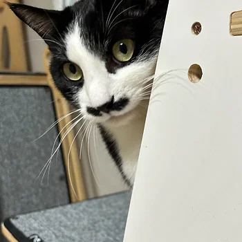 코리안숏헤어, 이름 한국 고양이