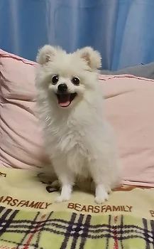 포메라니안