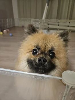 포메라니안
