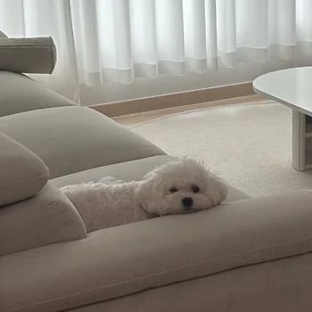 보더콜리