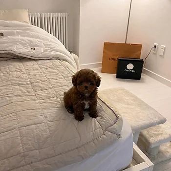 푸들, 이름 토이푸들