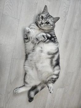 아메리칸숏헤어