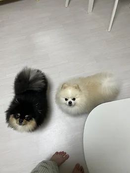 포메라니안
