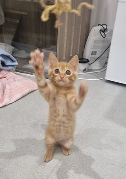 코리안숏헤어, 이름 한국 고양이