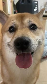 시바견