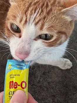 코리안숏헤어, 이름 한국 고양이