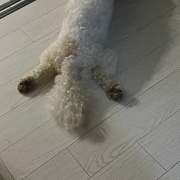 비숑프리제