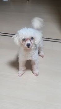 비숑프리제