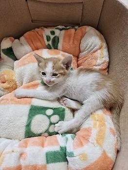 코리안숏헤어, 이름 한국 고양이