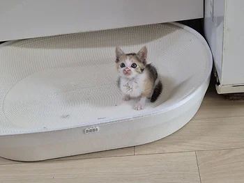 코리안숏헤어, 이름 한국 고양이