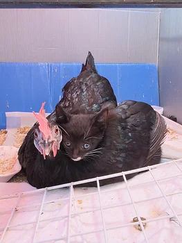 코리안숏헤어, 이름 한국 고양이