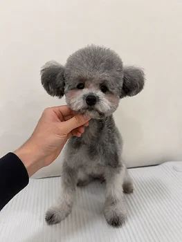 푸들