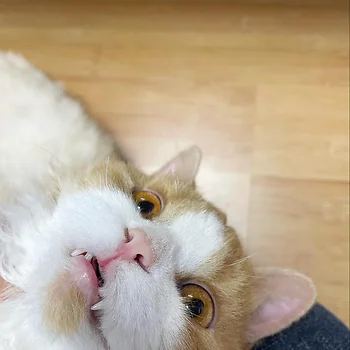 먼치킨