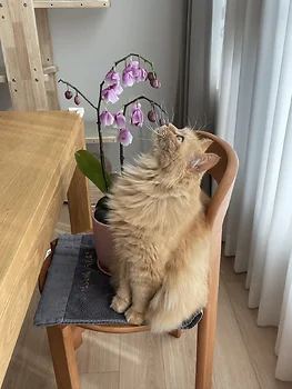 터키시앙고라, 이름 터키쉬 앙고라