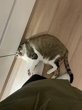 뱅갈, 이름 벵갈믹스