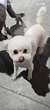 비숑프리제