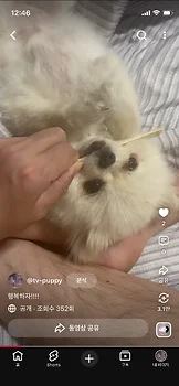 포메라니안