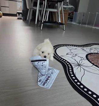 비숑프리제