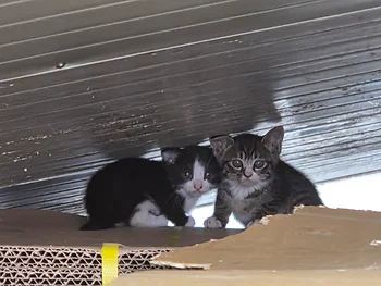 코리안숏헤어, 이름 한국 고양이