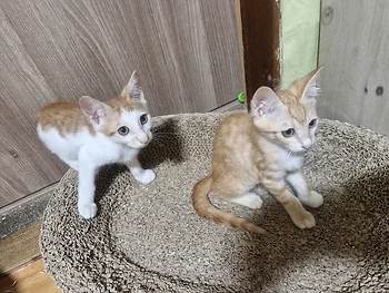코리안숏헤어, 이름 한국 고양이