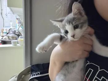 코리안숏헤어, 이름 한국 고양이