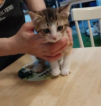 코리안숏헤어, 이름 한국 고양이