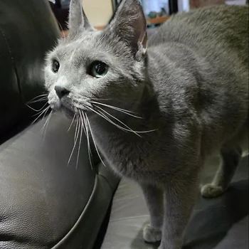 러시안블루