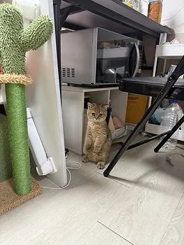 먼치킨