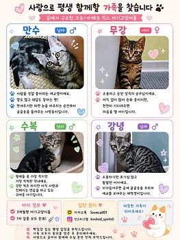 아메리칸숏헤어, 이름 코숏아메숏믹스
