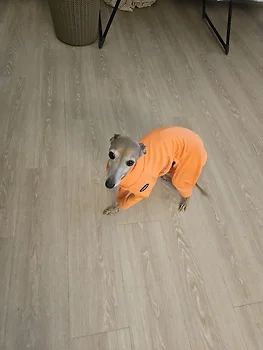 이탈리안그레이하운드