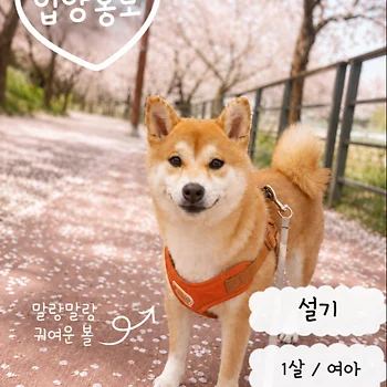 시바견