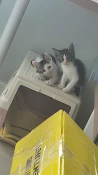 코리안숏헤어, 이름 한국 고양이