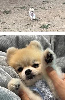 포메라니안