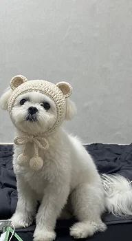 말티즈
